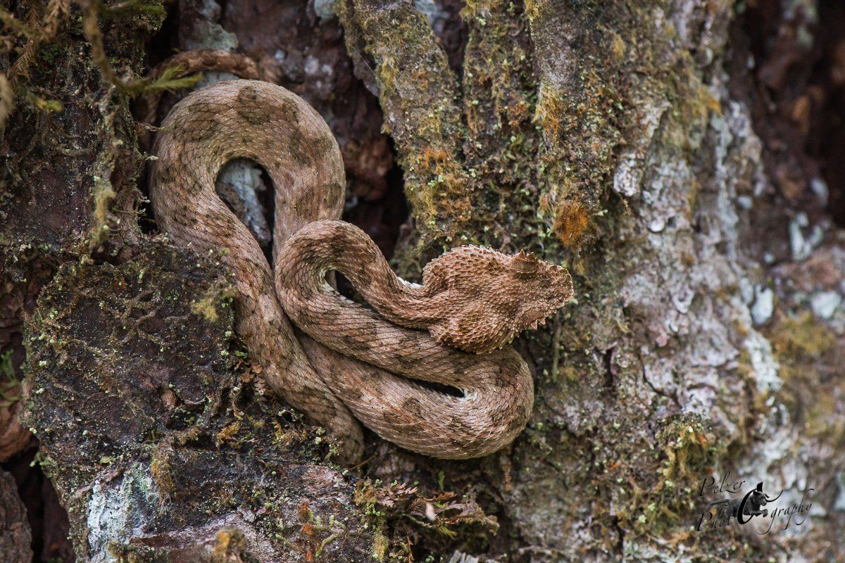 Greifschwanz-Lanzenotter (Bothriechis schlegelii)