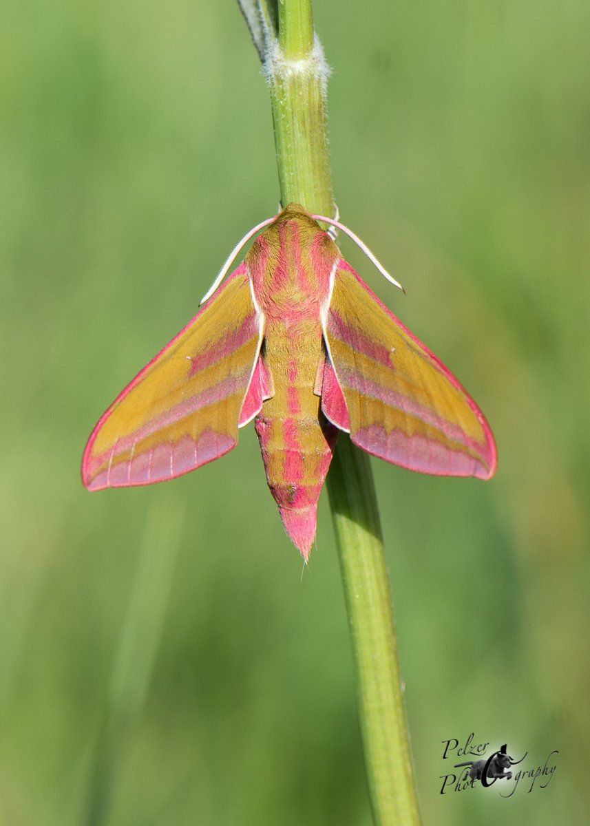Mittlerer Weinschwärmer (Deilephila elpenor)