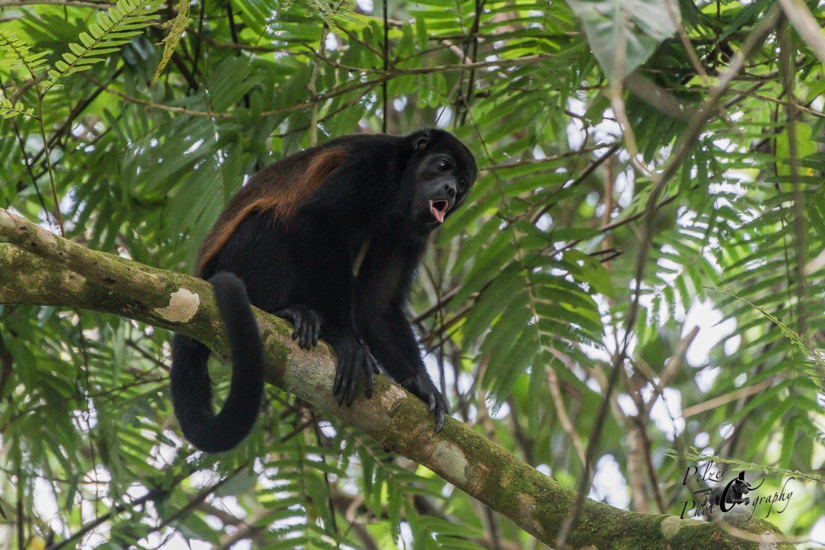 Mantelbrüllaffe (Alouatta palliata)