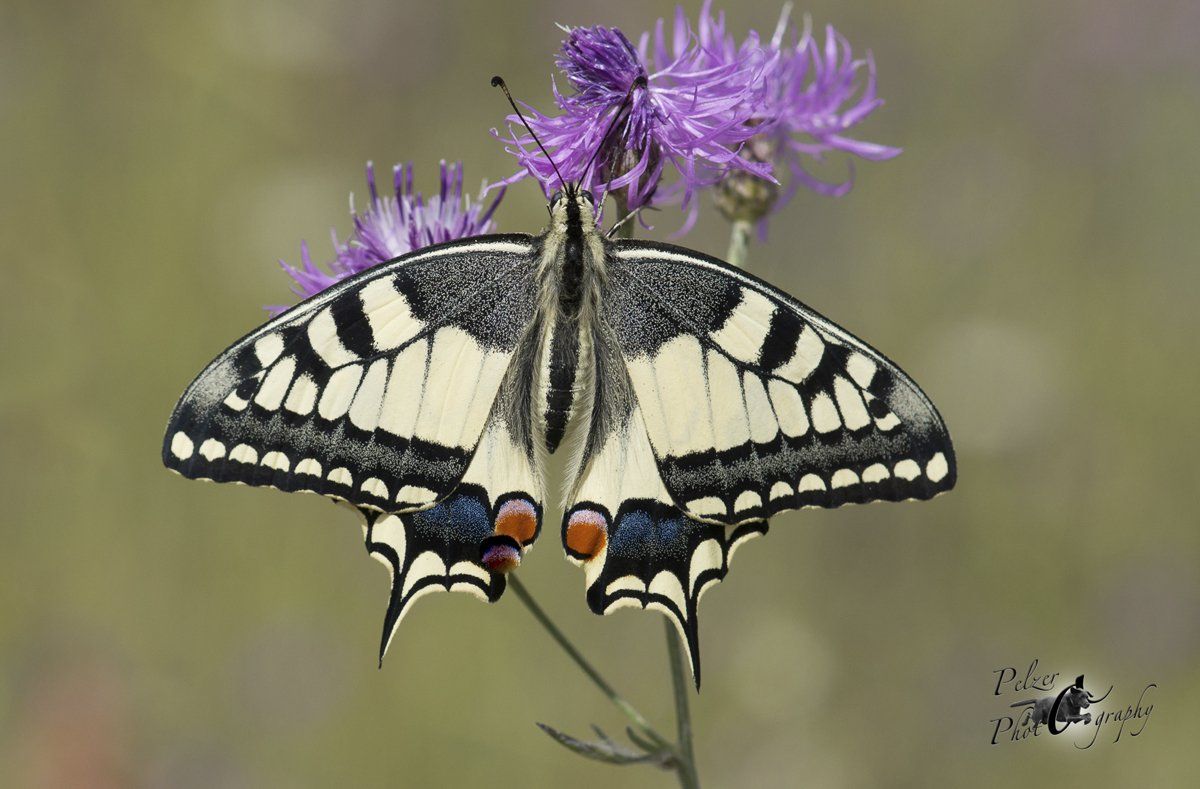 Schwalbenschwanz (Papilio machaon)