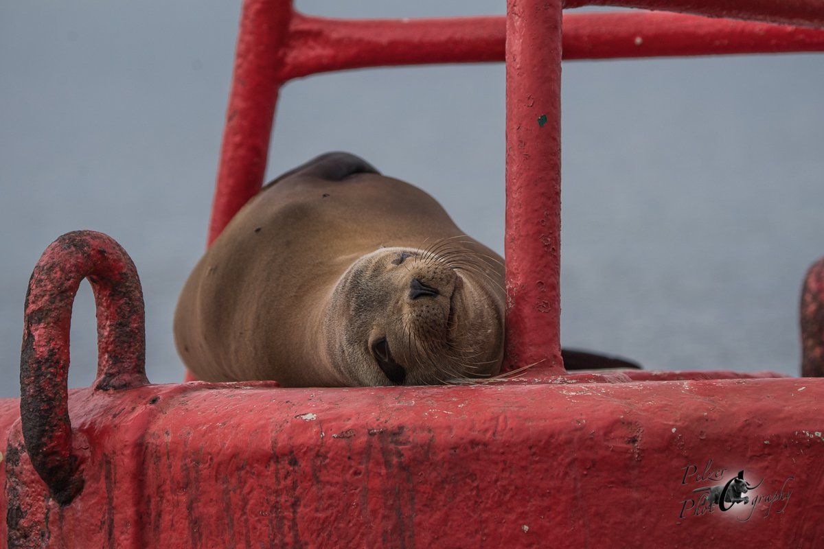 Galápagos-Seelöwe (Zalophus wollebaeki)