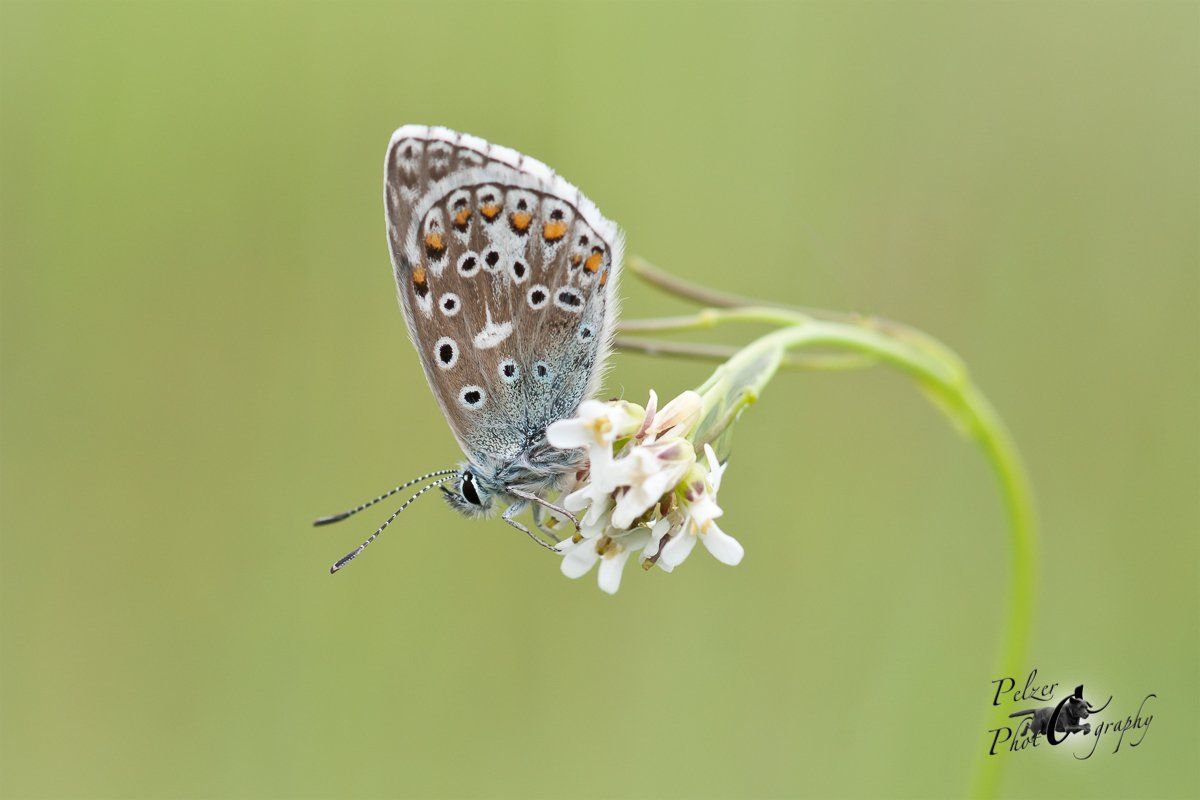Himmelblauer Bläuling (Polyommatus bellargus)