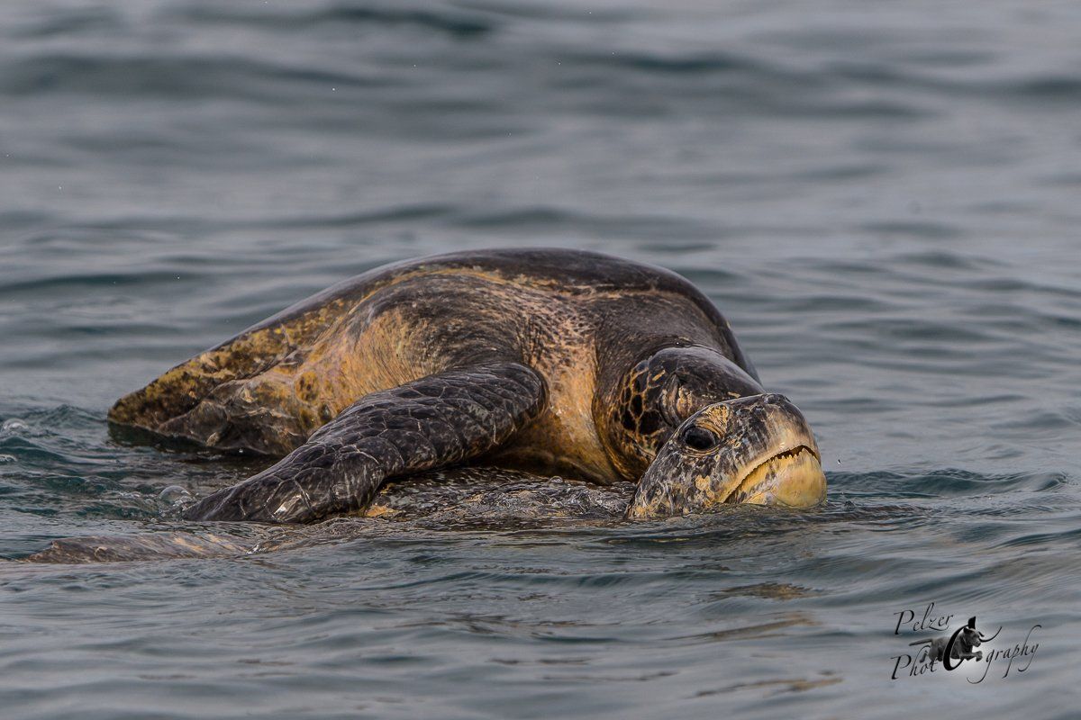 Grüne Meeresschildkröte (Chelonia mydas), Paarung