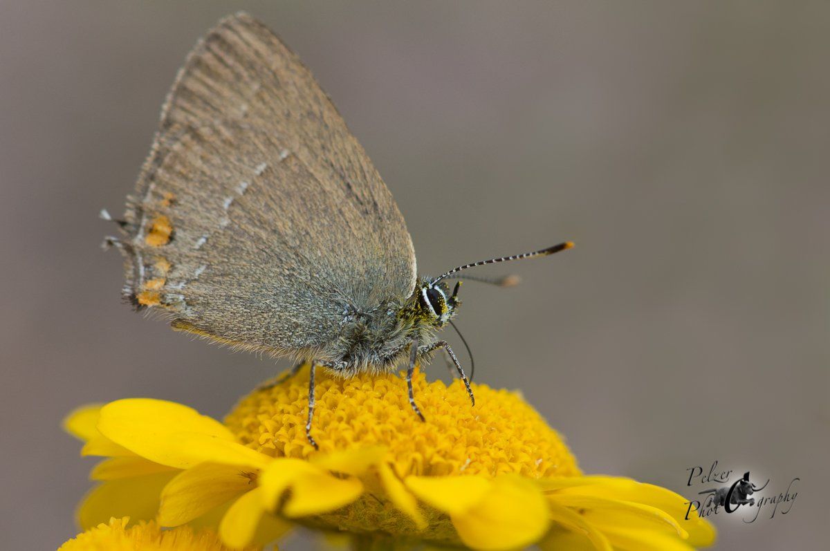 Akazien-Zipfelfalter (Satyrium acaciae)