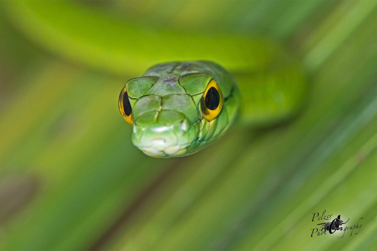 Papageienschlange (Leptophis ahaetulla)