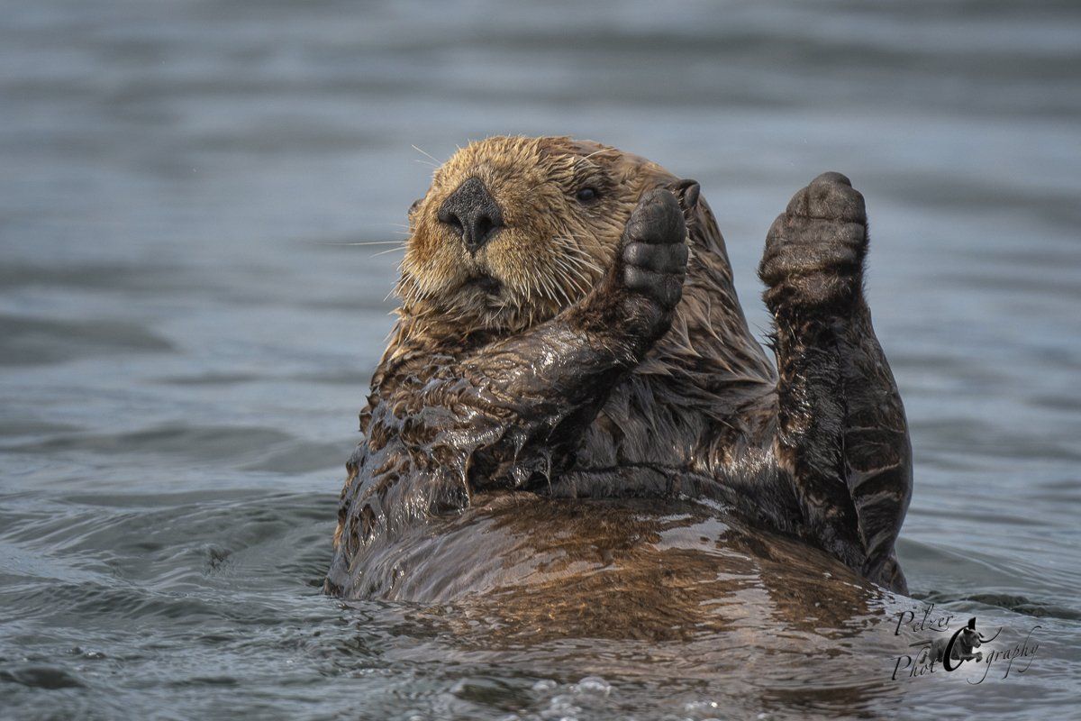 Seeotter (Enhydra lutris)