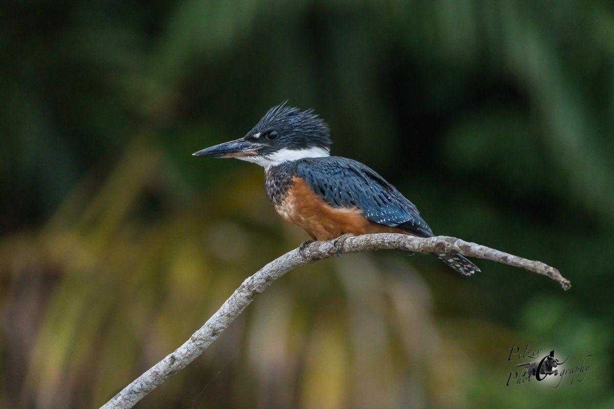 Rotbrustfischer (Megaceryle torquata)