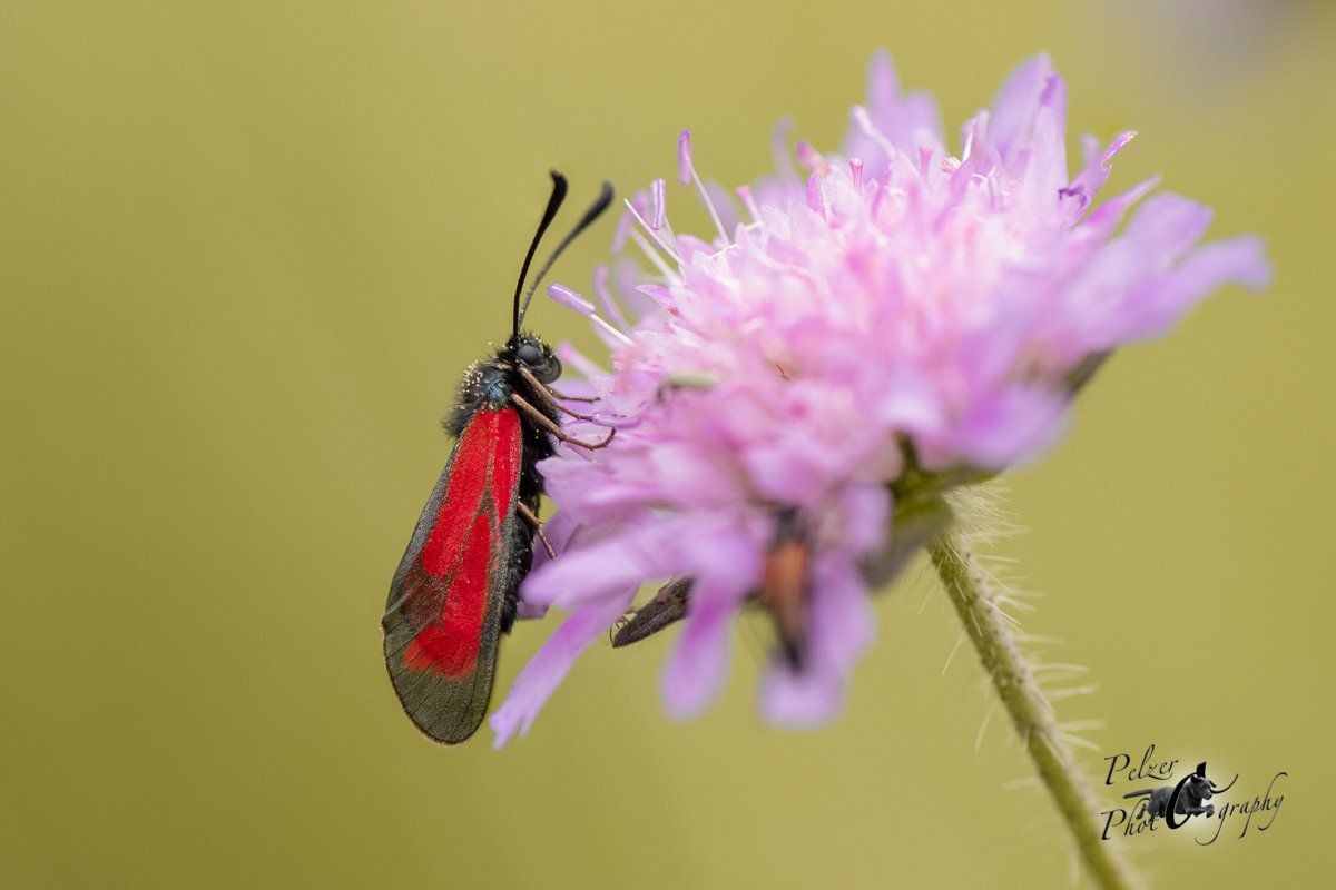 Thymian-Widderchen (Zygaena purpuralis)