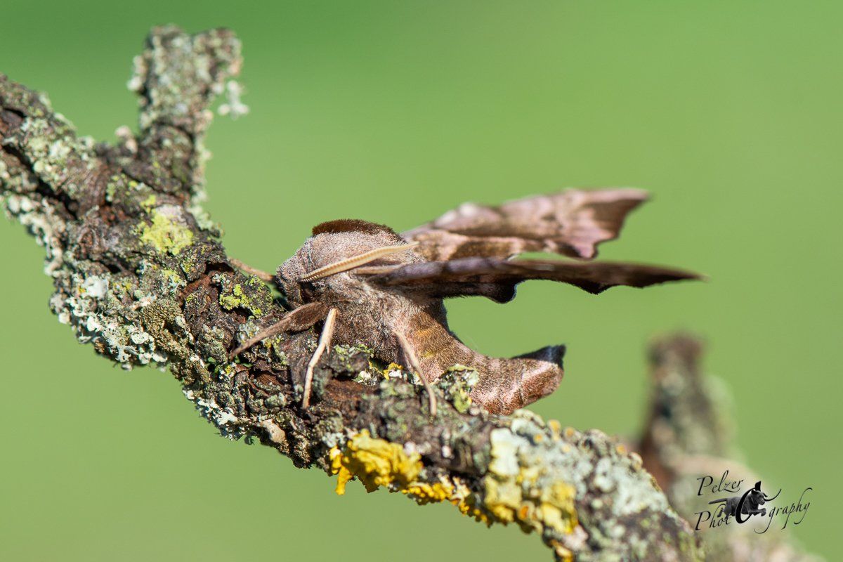 Abendpfauenauge (Smerinthus ocellata)