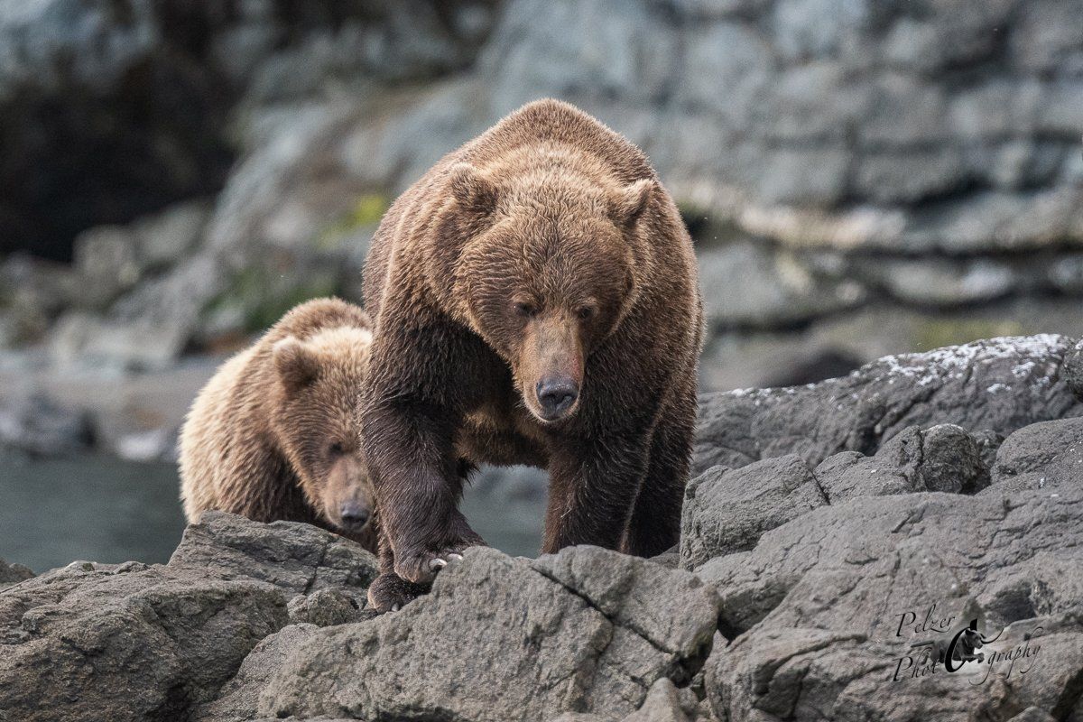 Grizzlybären (Ursus arctos horribilis)