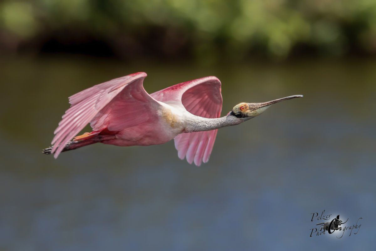 Rosalöffler (Platalea ajaja)