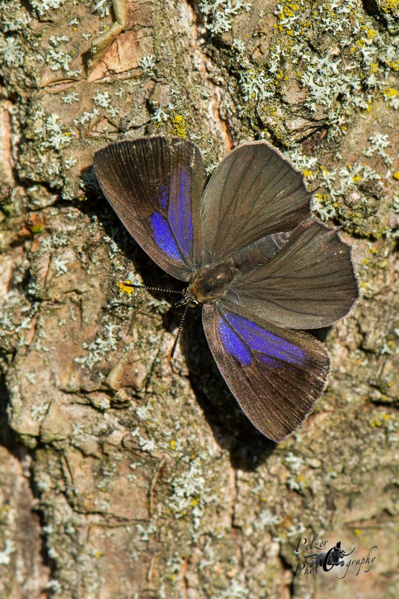 Blauer Eichen-Zipfelfalter (Neocypherus quercus)