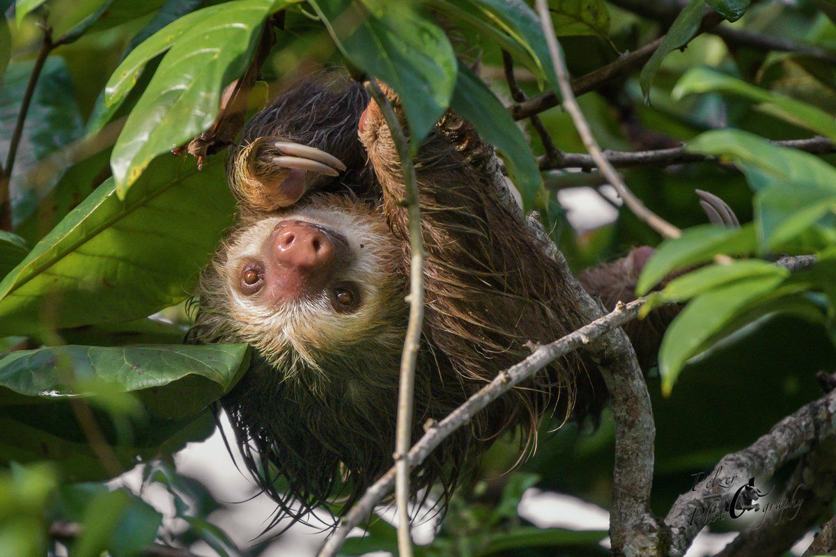 Zweifingerfaultier (Choloepus hoffmanni)