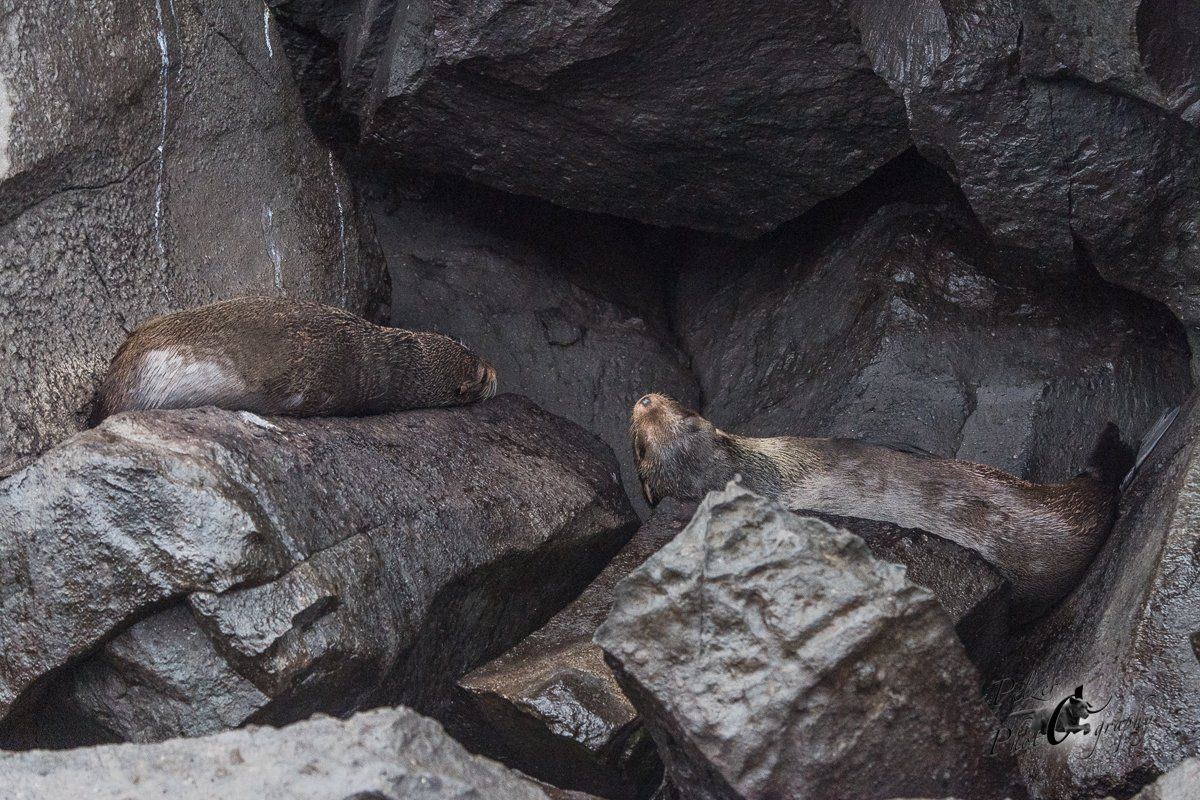79 Galápagos-Seebär (Arctocephalus galapagoensis)