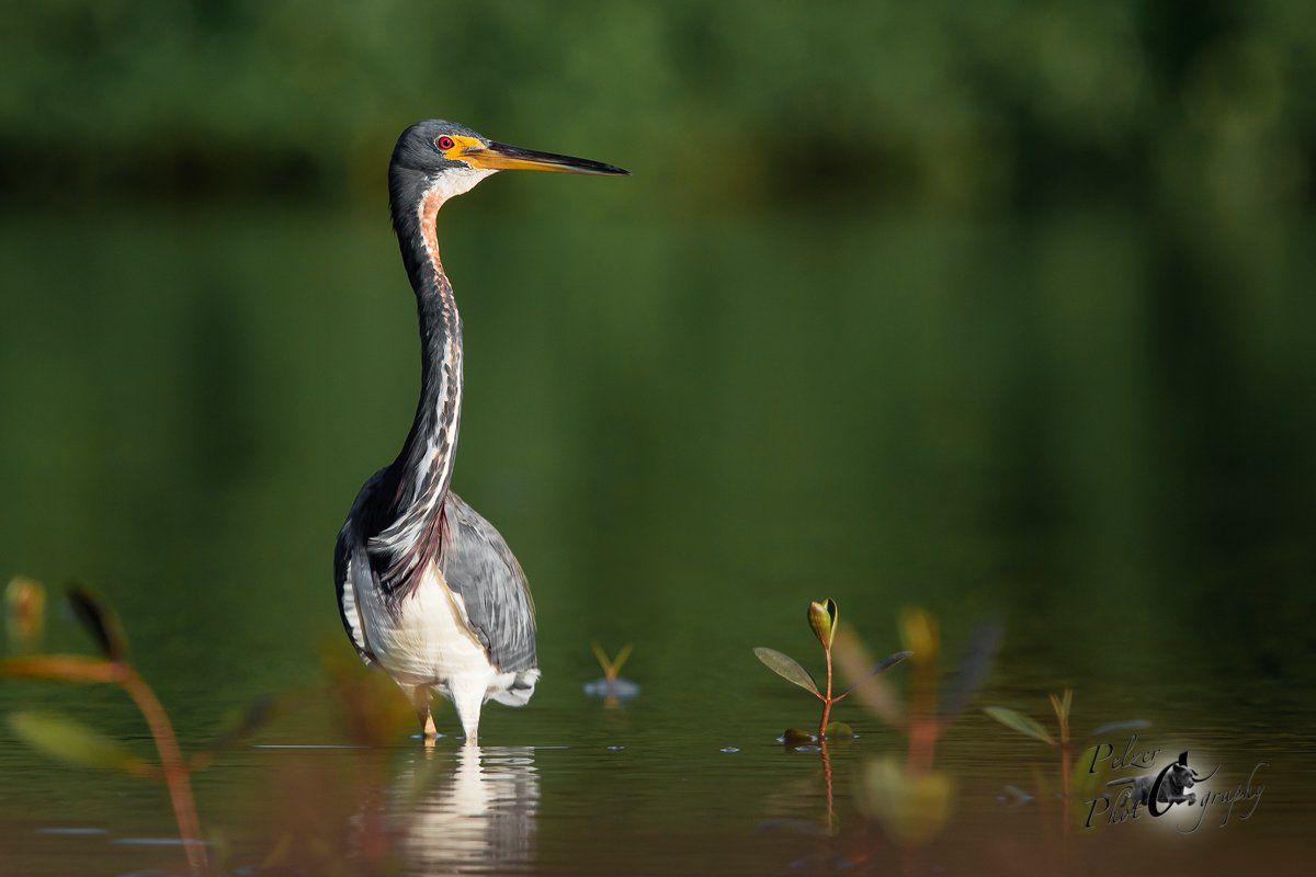 Dreifarbenreiher (Egretta tricolor)