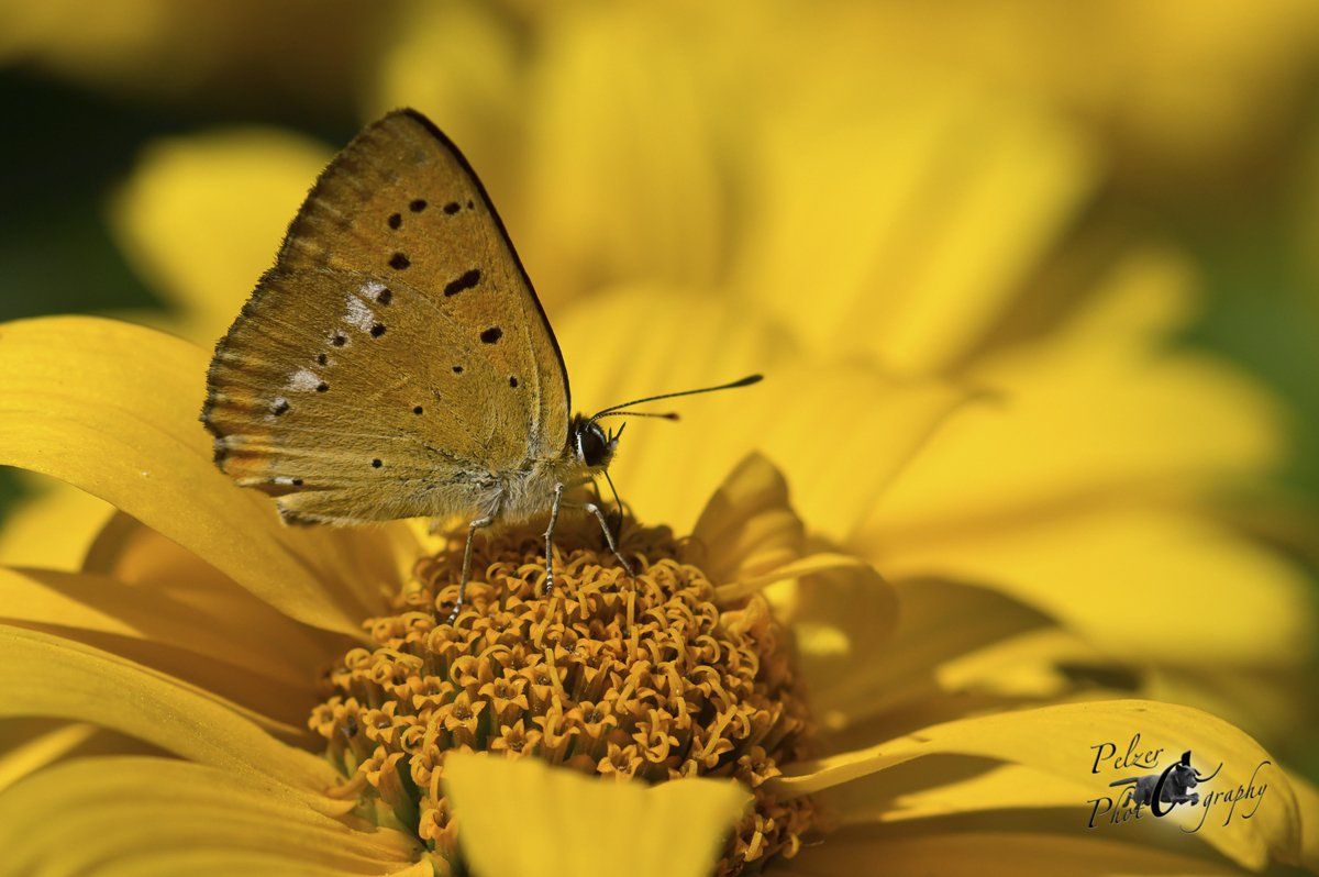 Dukatenfalter (Lycaena virgaureae)