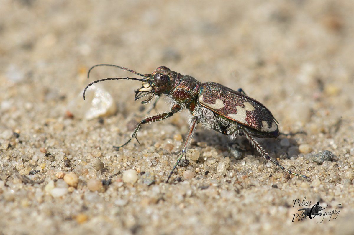 Dünen-Sandlaufkäfer (Cicindela hybrida)
