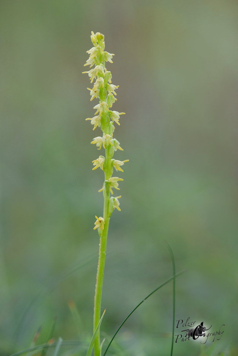 Einknollige Honigorchis (Herminium monorchis)