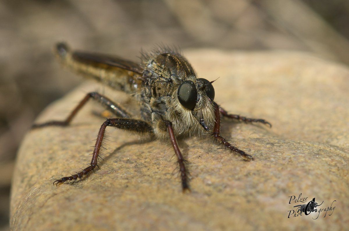 Gemeine Raubfliege (Tolmerus atricapillus)