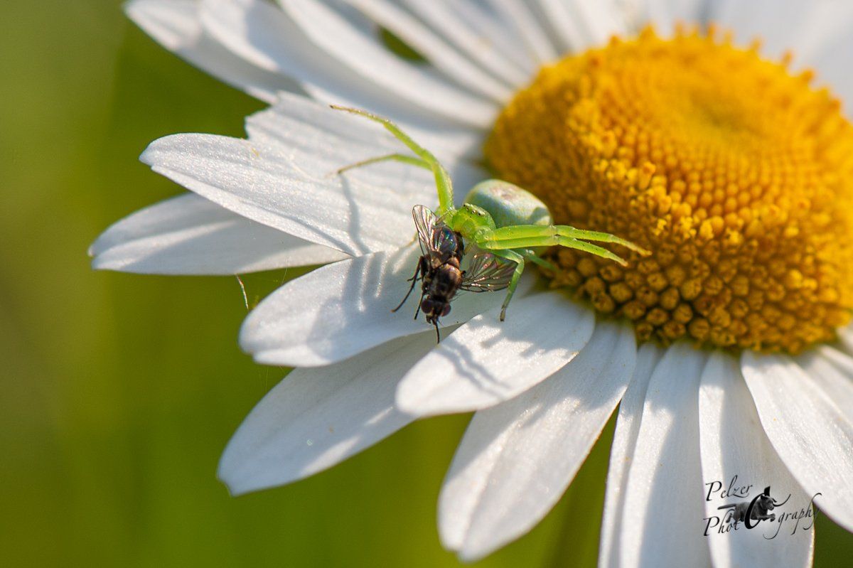 Grüne Krabbenspinne (Diaea dorsata)