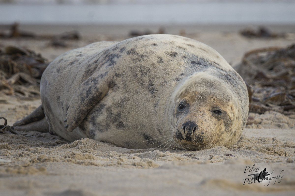 Helgoland Kegelrobbe (Halichoerus grypus)