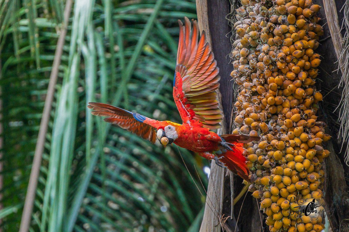 Hellroter Ara (Ara macao)