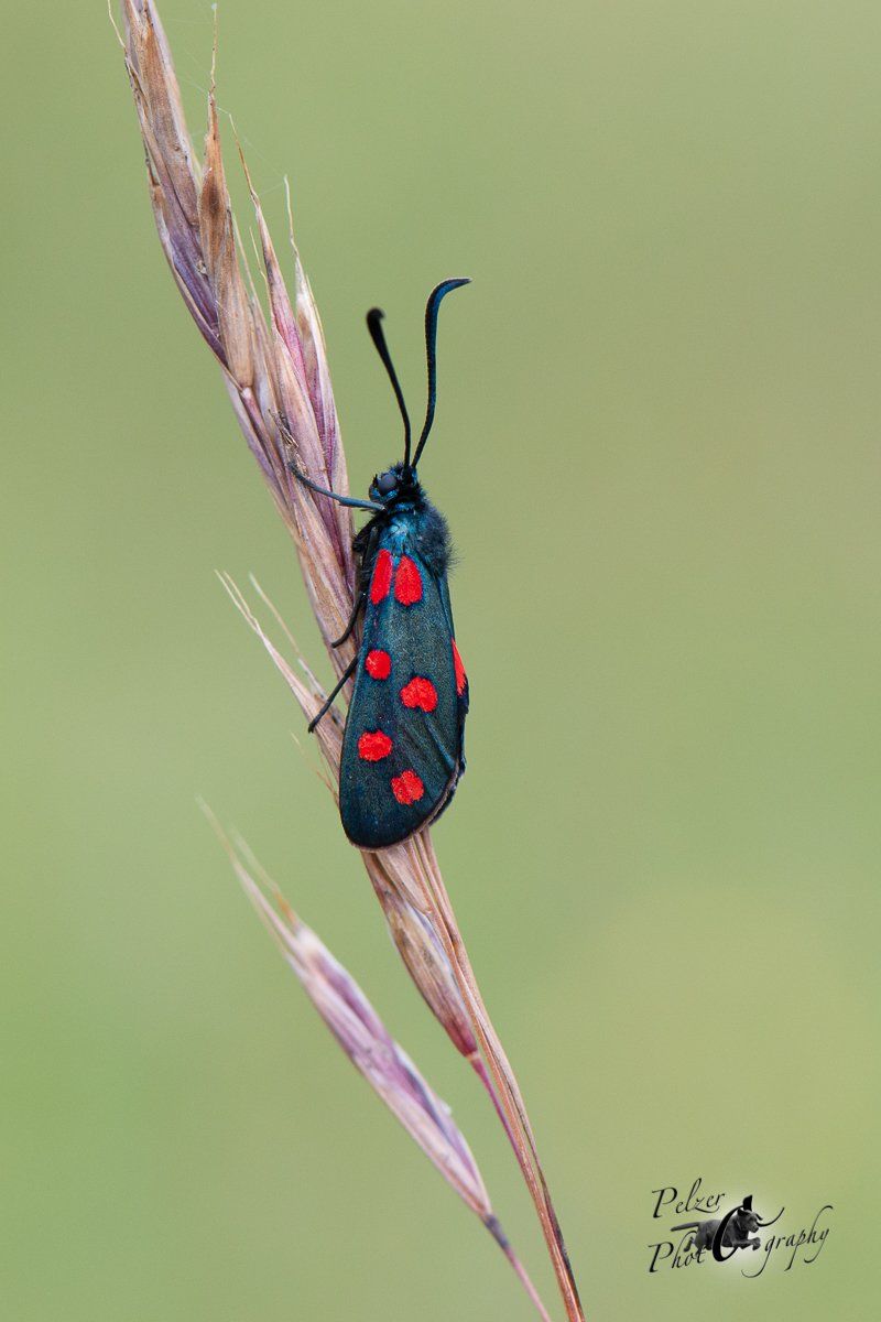 Hufeisenklee-Widderchen (Zygaena transalpina ssp. Hippocrepides)