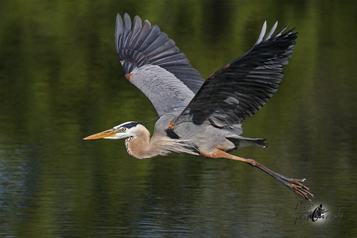 Kanadareiher (Ardea herodias)