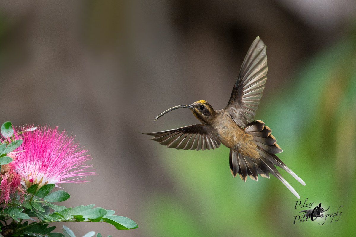 Langschnabel-Schattenkolibri (Phaethornis longirostris)