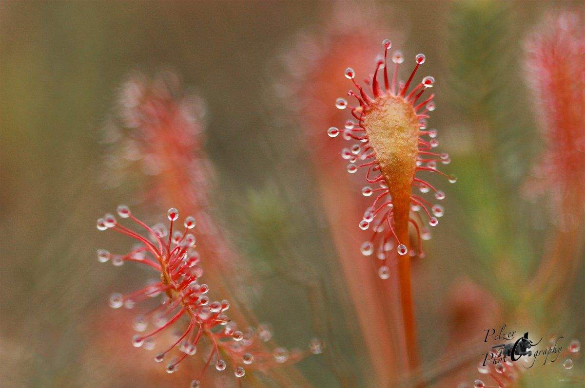 Mittlerer Sonnentau (Drosera intermedia)