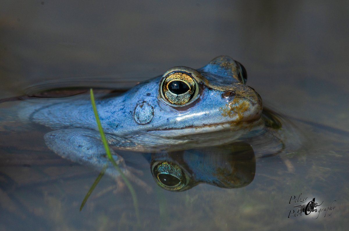 Moorfrosch (Rana arvalis)