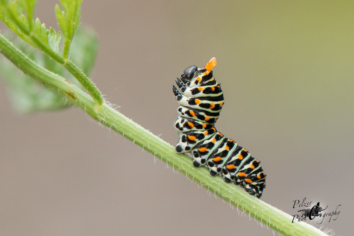 Schwalbenschwanz (Papilio machaon)