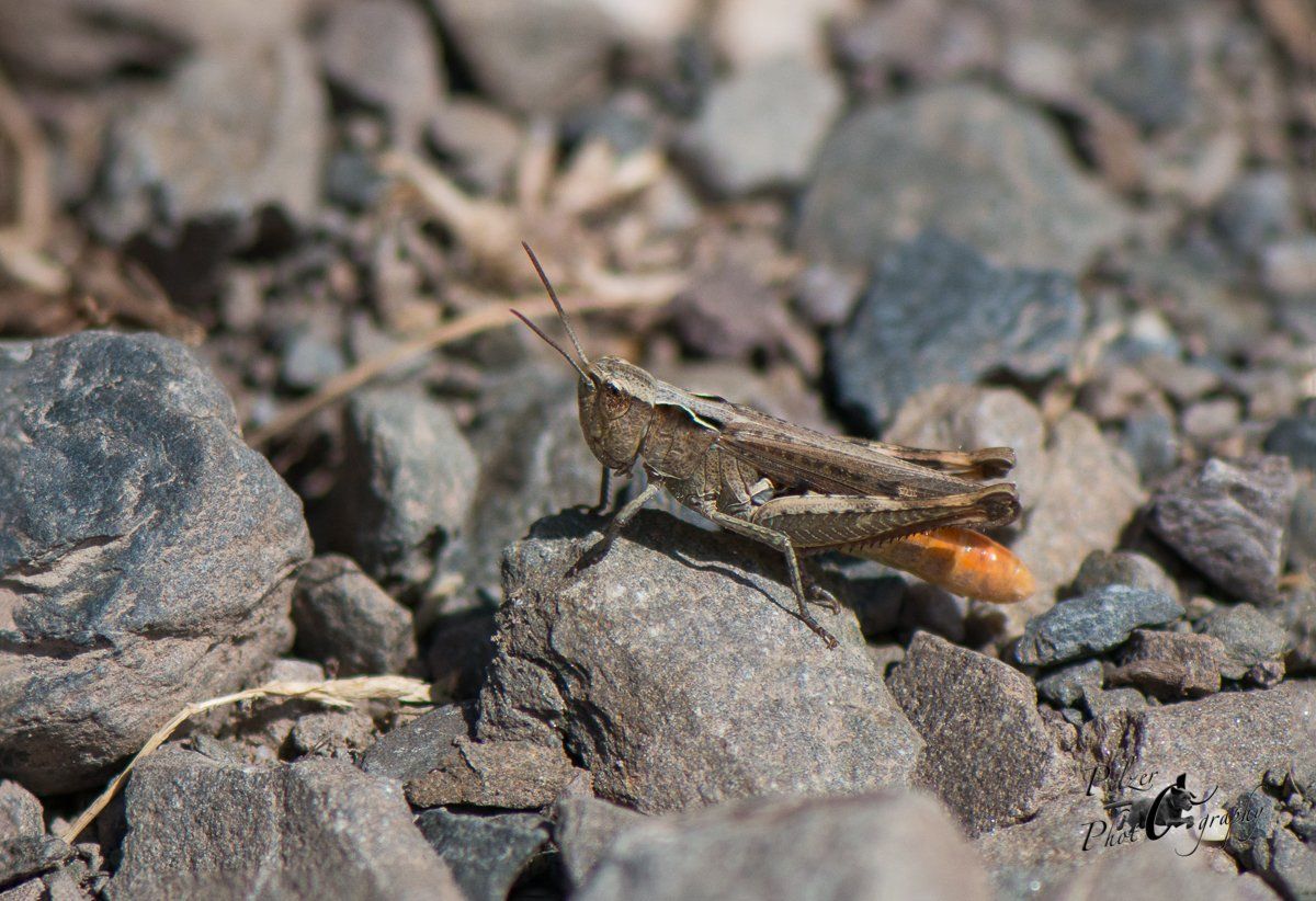 Steppengrashüpfer (Chorthippus vagans)