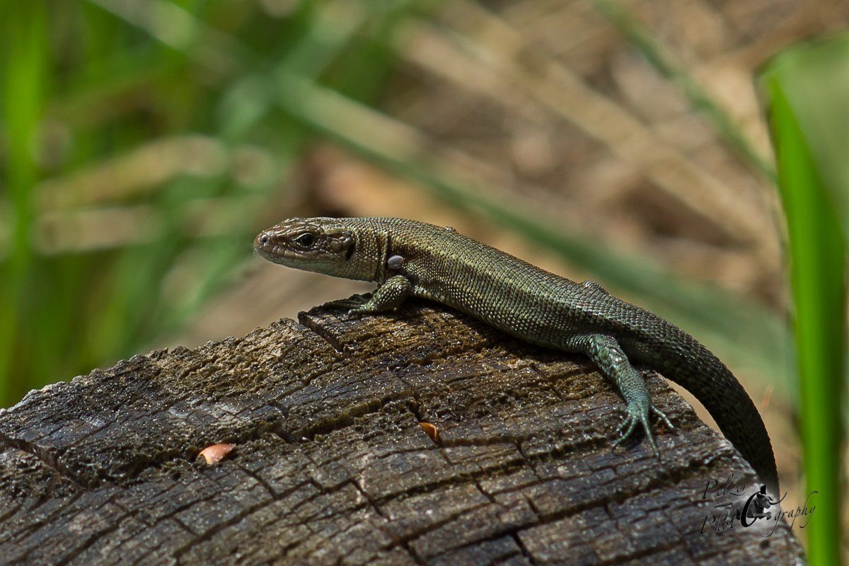 Waldeidechse (Zootoca vivipara)