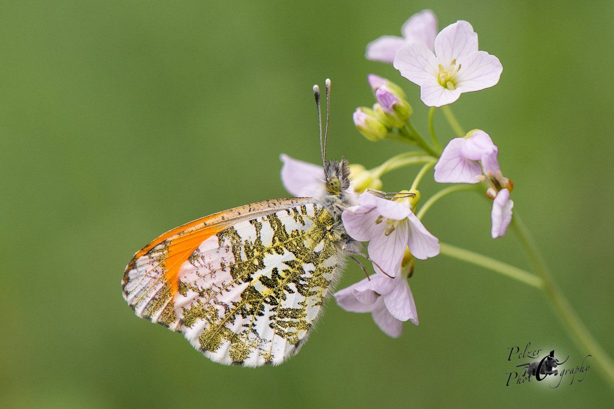 Aurorafalter (Anthocharis cardamines)