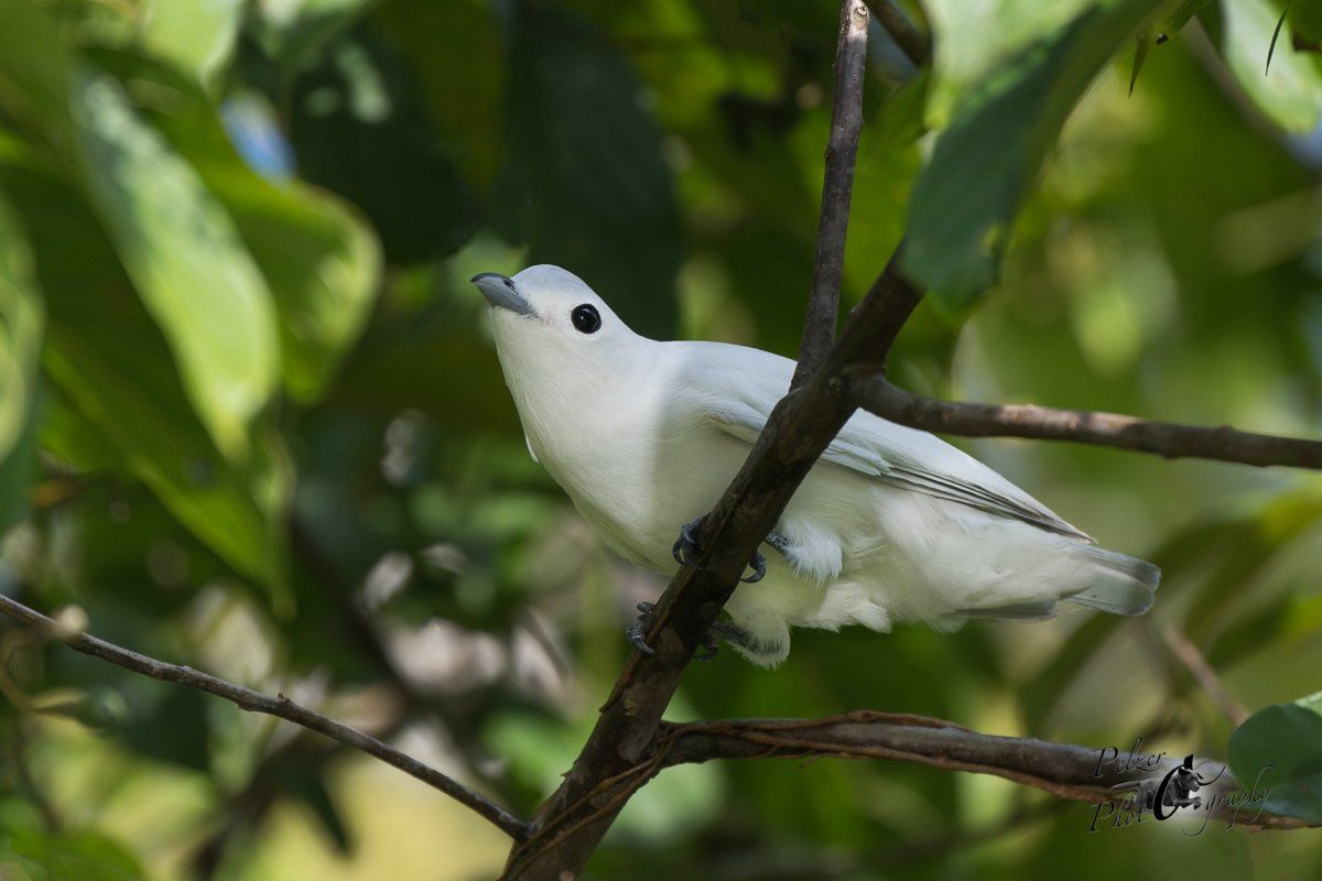 Grauscheitelkotinga (Carpodectes nitidus)
