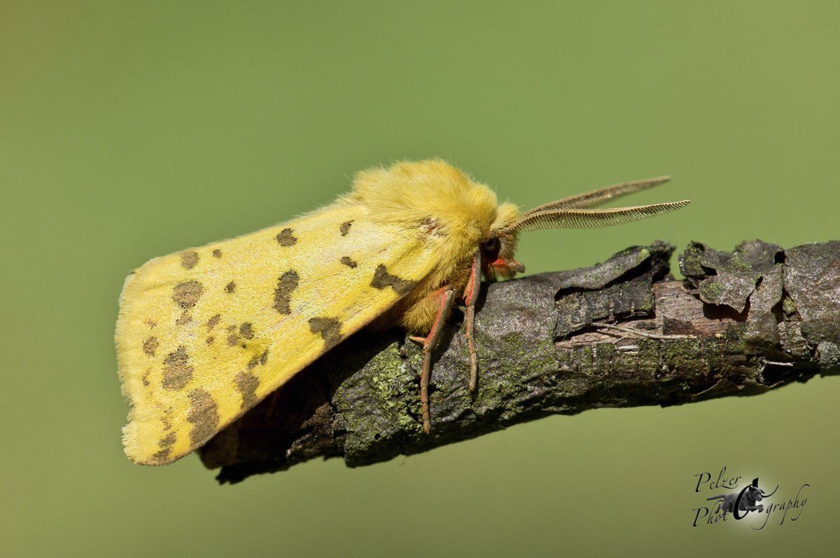 Purpurbär (Rhyparia purpurata)