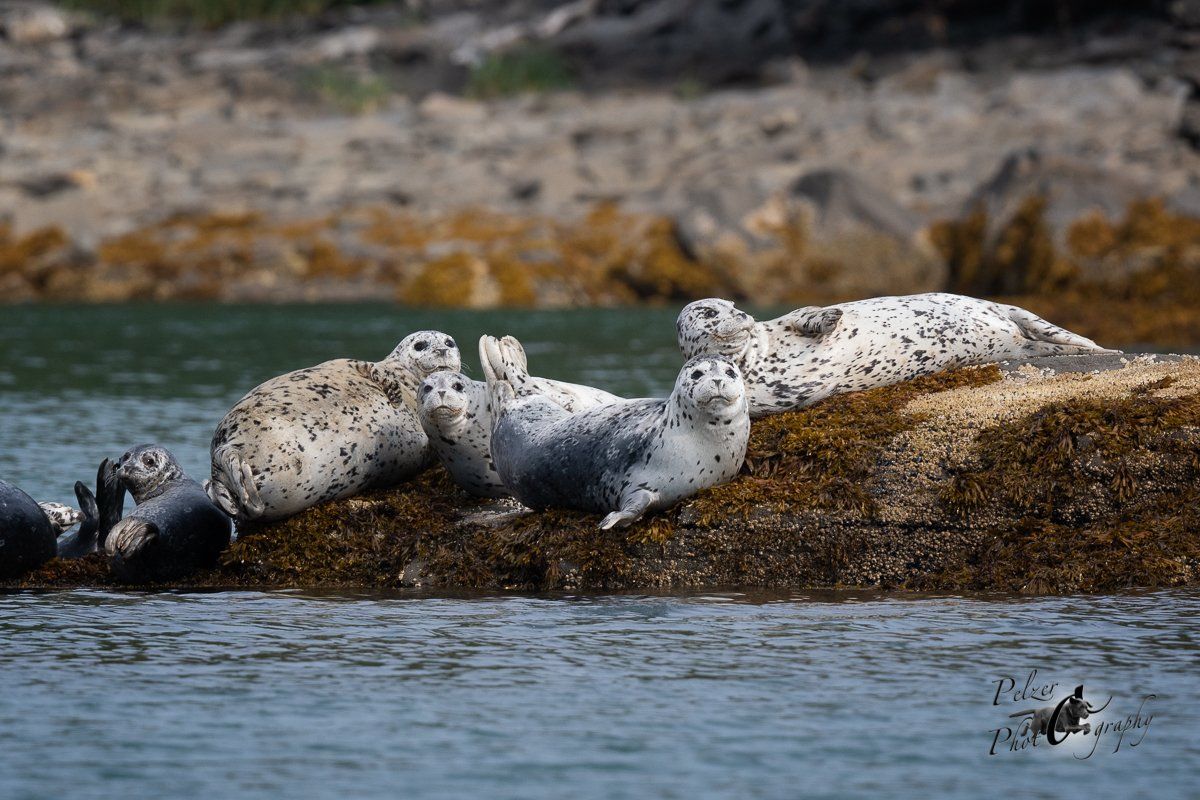 Seehunde (Phoca vitulina richardsi)