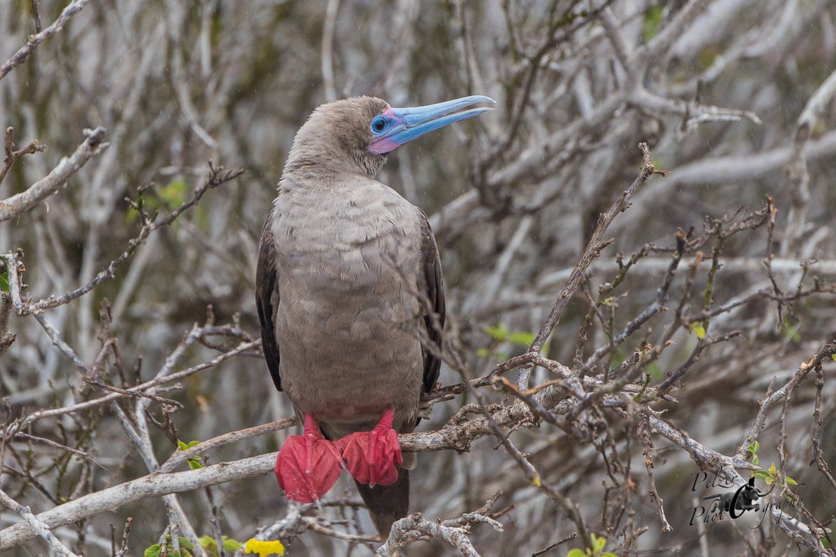Rotfusstölpel (Sula sula)