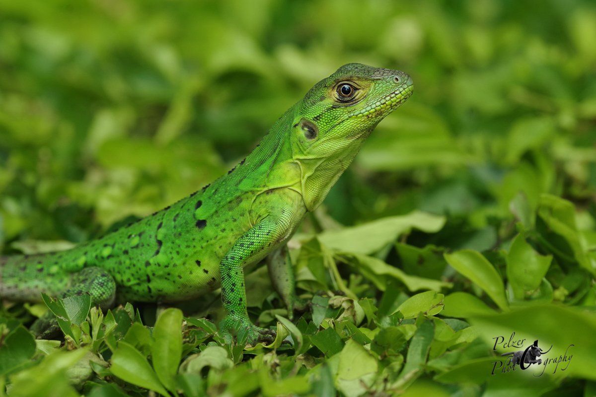 Grüner Leguan (Iguana i. rhinolopha)