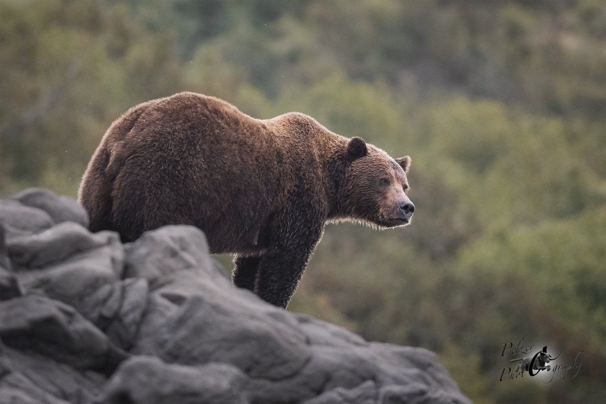 Grizzlybär (Ursus arctos horribilis)