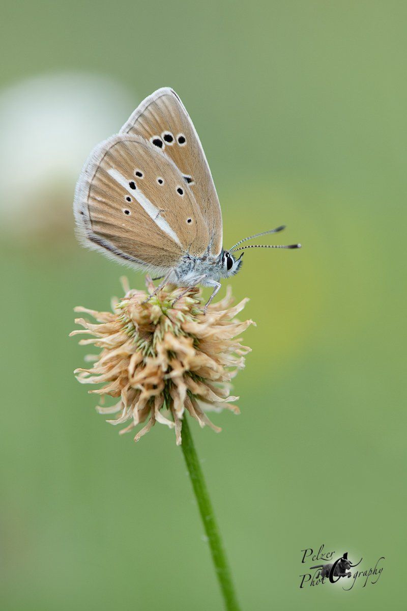 Weißdolch-Bläuling (Polyommatus damon)