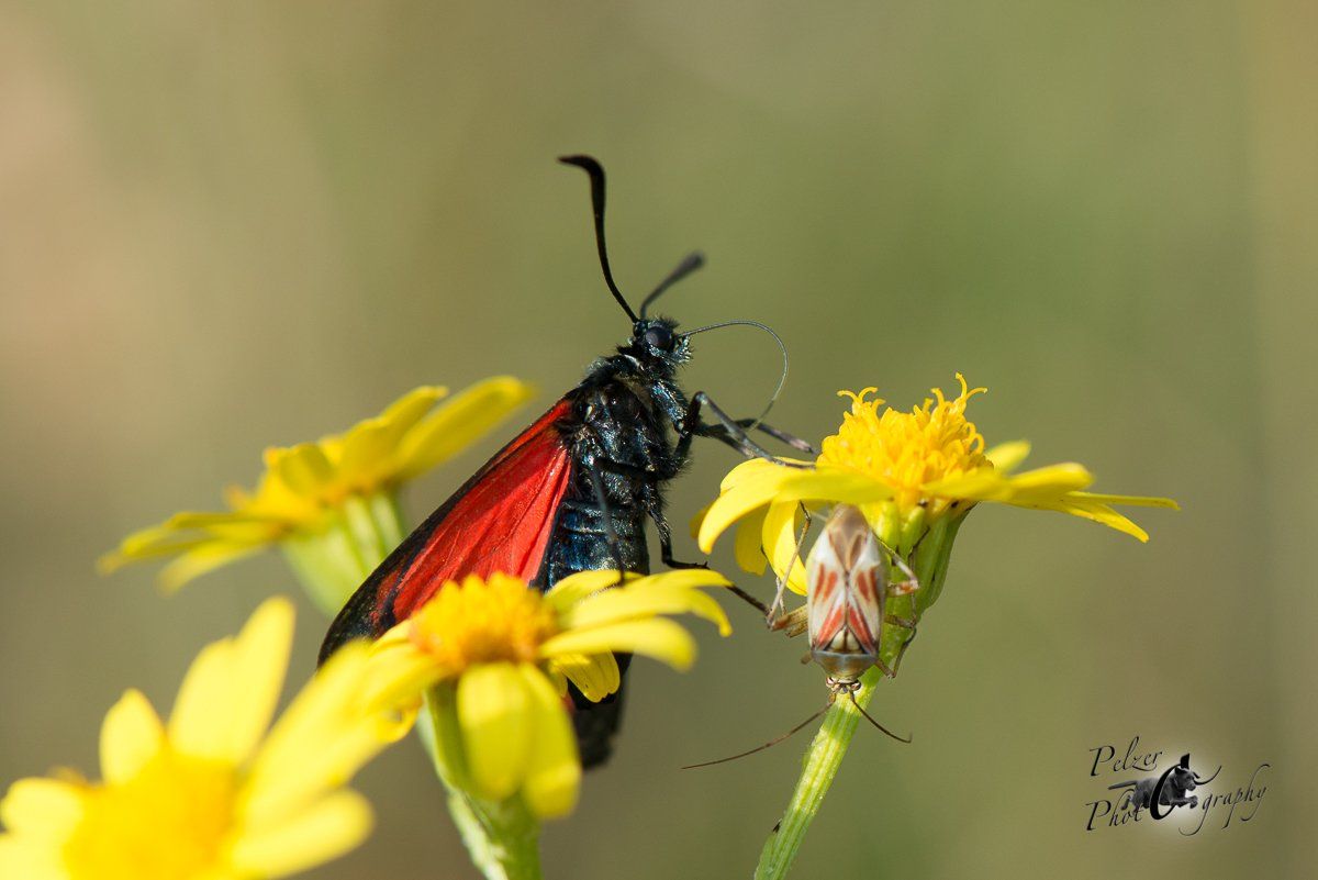 Hufeisenklee-Widderchen (Zygaena transalpina ssp. Hippocrepides)