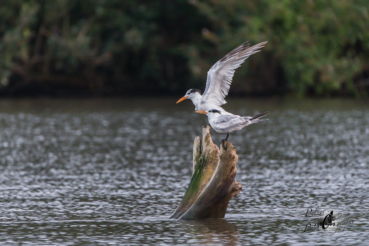 Königsseeschwalben (Thalasseus maximus)