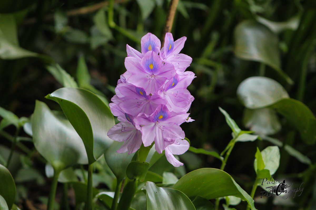 Dickstielige Wasserhyazinthe (Eichhornia crassipes