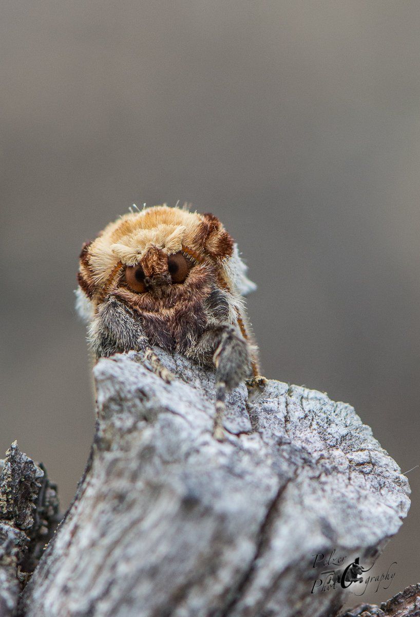 Mondvogel (Phalera bucephala)