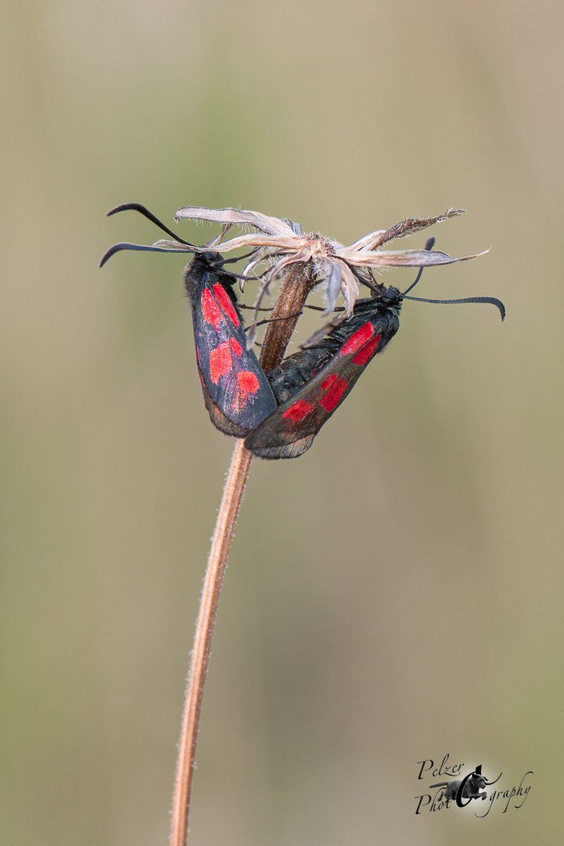 Kleines Fünffleck-Widderchen (Zygaena viciae)