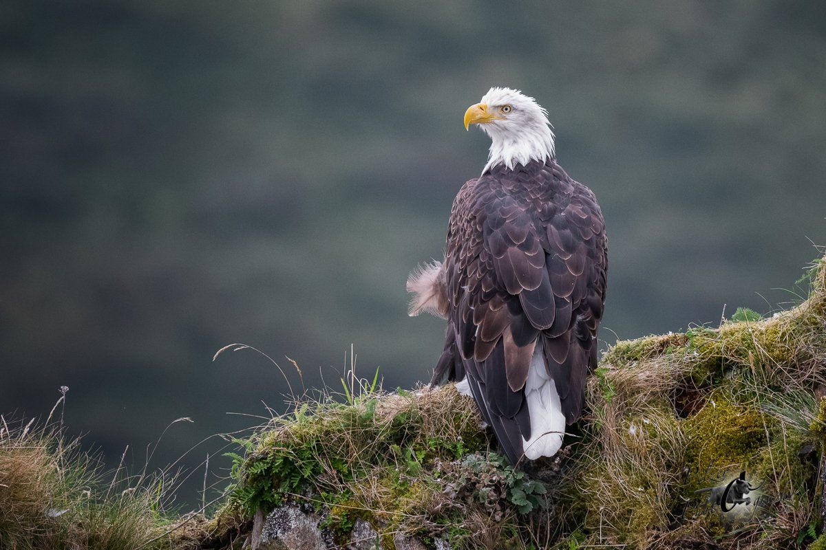 Weißkopfseeadler (Haliaeetus leucocephalus)