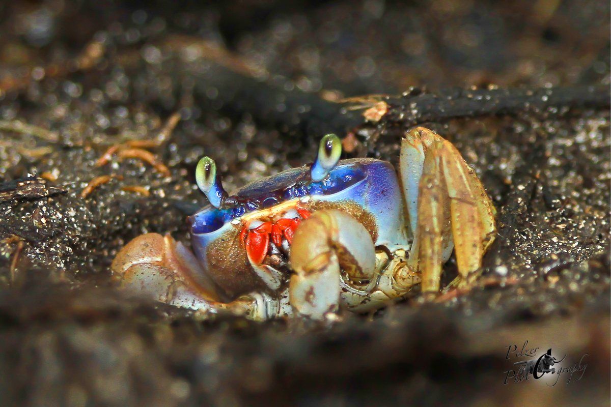 Westatlantische Landkrabbe (Cardisoma guanhumi)