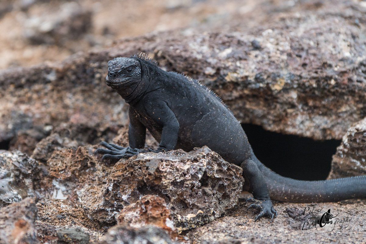 86 Genovesa Meerechse (Amblyrhynchus cristatus nanus)